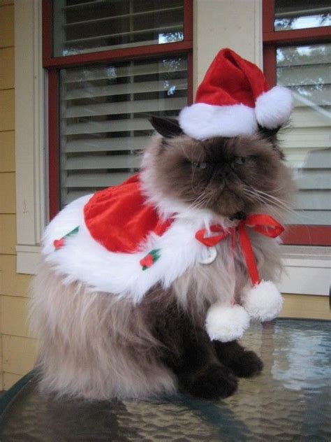 Kittens Christmas Outfits 25 Christmas Costumes For Cats Christmas