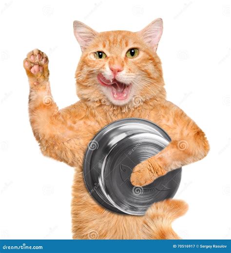 Hungry Cat Holding Food Bowl Stock Image Image Of Cute Breakfast