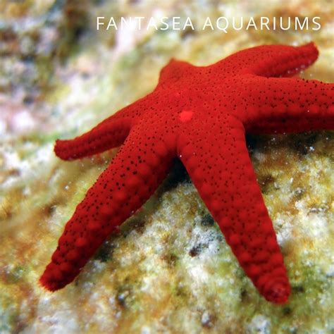5 Easy And Reef Safe Starfish For The Aquarium Maryland Aquarium Design