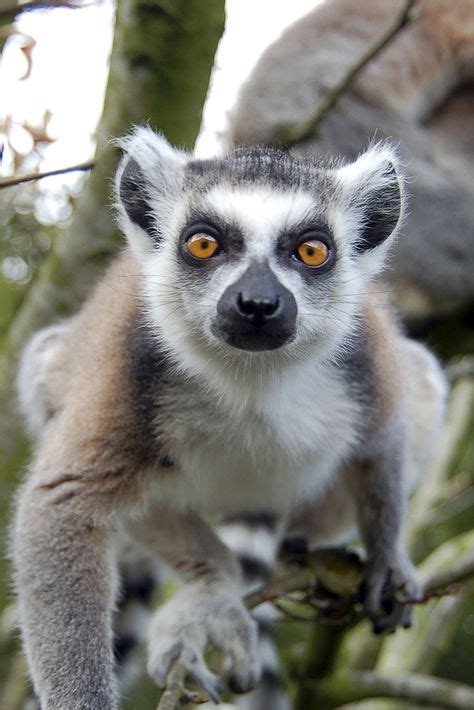 120 Lemurs Tarsiers And Lorises Ideas Lemur Animals Wild Primates