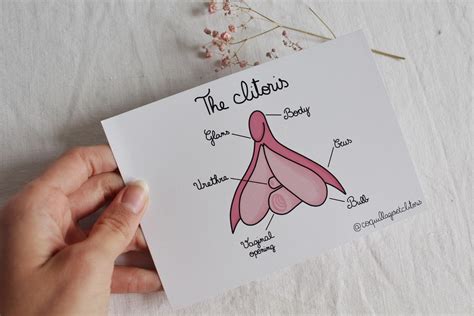Anatomy Of The Clitoris Sex Education Scheme Postcard Etsy Israel
