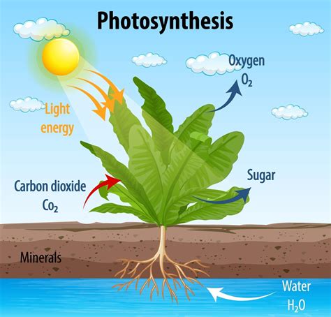 Diagram Showing Process Of Photosynthesis In Plant 2686972 Vector Art