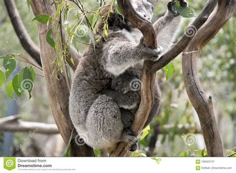 Koala And Joey Stock Image Image Of Joey Black Brown 106422157