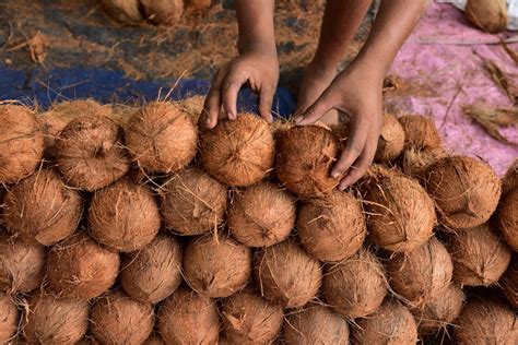 Asia Album Indias Assam Celebrates World Coconut Day Xinhua