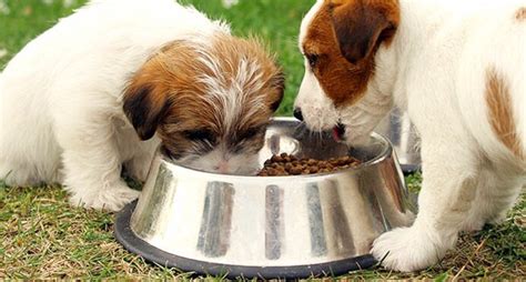 Dog Food Quiz How Much Do You Know About Feeding Your Dog