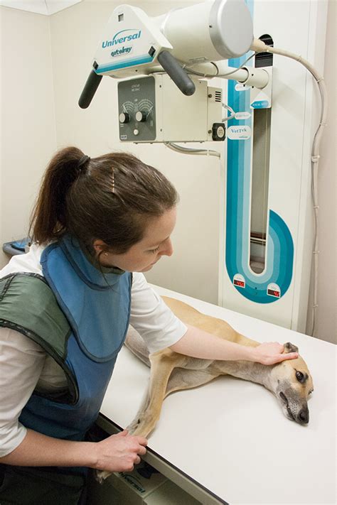 X Ray 2 Ascot Veterinary Surgery