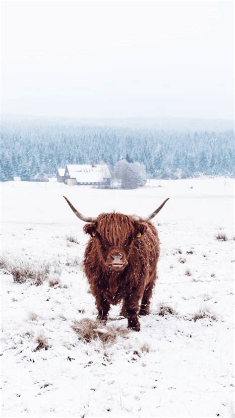 Highland Cow In Snow