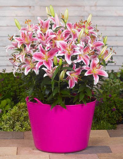 How To Grow Care For Stargazer Oriental Lily The Spruce