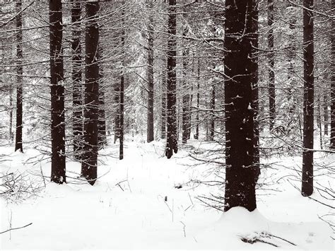 Snowy Forest In Bw Photograph By Jouko Lehto Fine Art America