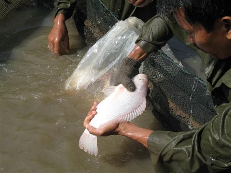 Ikan nila adalah hewan omnivora yang memakan baik tumbuhan maupun hewan. Panduan Lengkap Pembenihan Ikan Nila Sendiri Kolam Terpal Buatan