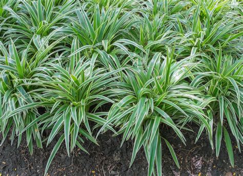 50 Plants That Thrive In Any Yard Bob Vila