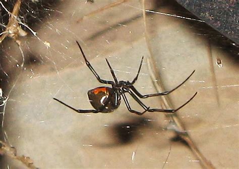 Do this even if you've already crushed and killed the spider. Acting My (Vint)Age: August 2013