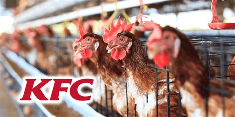 Kfc Accepts A Third Of Its Chickens Suffer Severe Painful Inflammation
