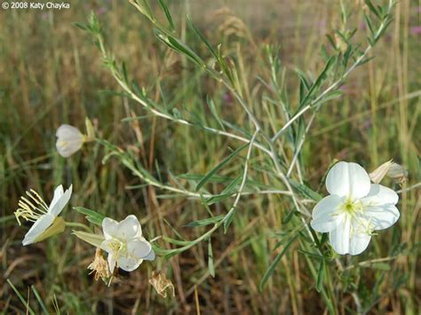 How to take evening primrose for weight loss? Oenothera nuttallii (Nuttall's Evening Primrose ...