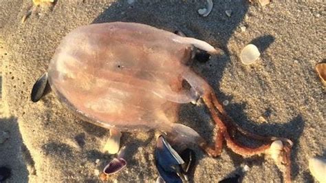 Nasty Jellyfish Confirmed Along Jersey Shore