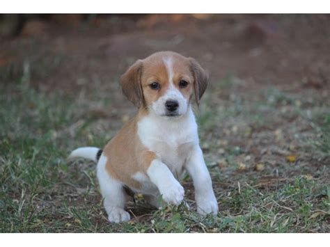 See everything that's on sale! Beagle X Jack Russell - Jackabee puppies for sale Pretoria ...