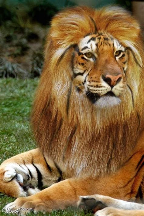 Ligera Cross Between Lion And Tiger Markings Are Amazing