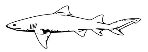 Onlinelabels Clip Art Lemon Shark