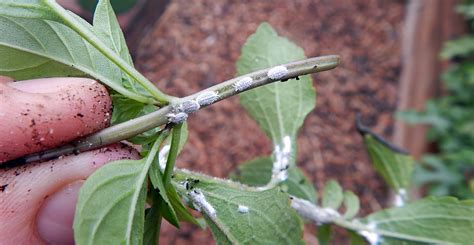 How To Get Rid Of Mealybugs On Houseplants Lifes Dirty Clean Easy