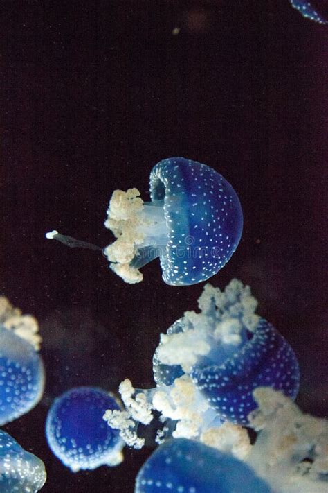 Blue Colored Australian Spotted Jellyfish Phyllorhiza Punctata Stock