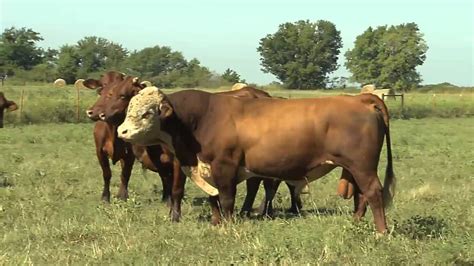 Santa gertrudis, section of the king ranch, kingsville, texas date: Santa Gertrudis on the Commercial Operation - YouTube