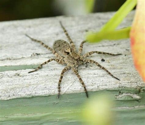 Spider In Kenai Alaska