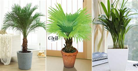 12 Best Dwarf Palms For Homes Engineering Discoveries