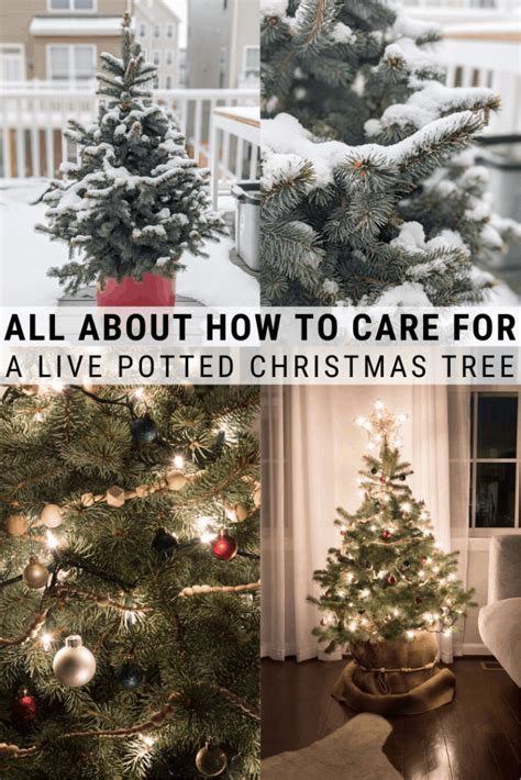 Wondering How To Take Care Of A Potted Christmas Tree A Live Potted