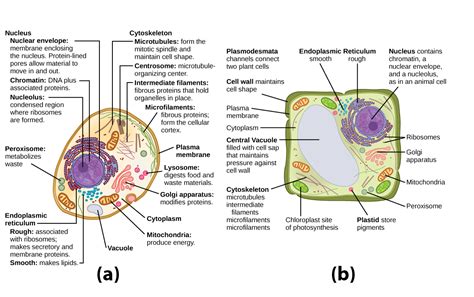 What Are The Functions Of Organelles In Eukaryotic Cells Organelles Pictured Below Are The