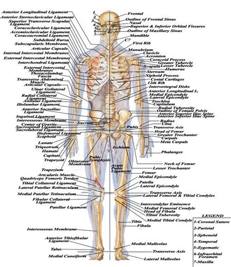 Human Skeletal System Human Body Diagram Human Skeletal System