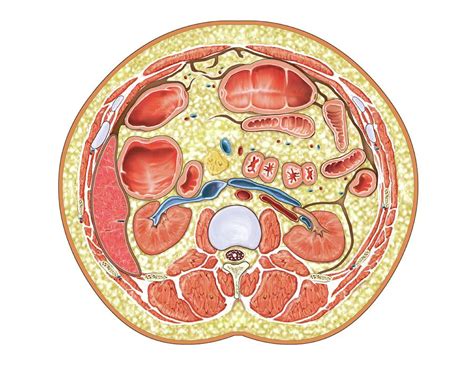 Transverse Section At Upper Body Photograph By Asklepios Medical Atlas