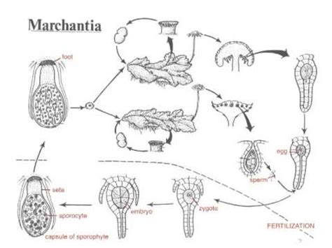 Know the life cycle diagram of the liverwort. Marchantia Life Cycle - YouTube