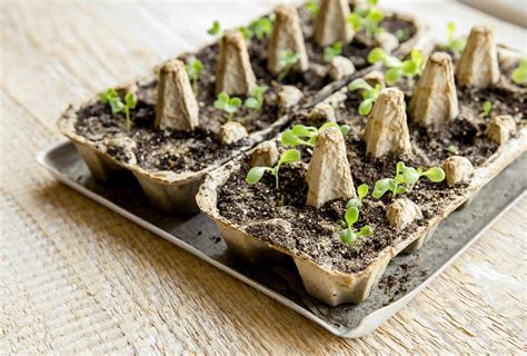 How To Make A Mini Egg Box Garden Seed Starters Seeds In Egg Cartons How To Germinate Seeds