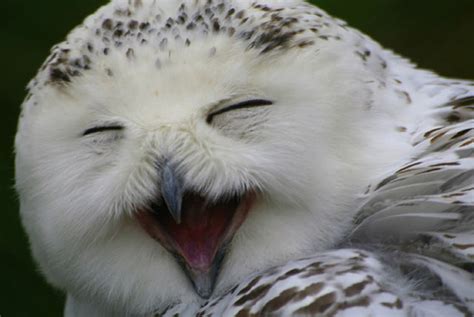 Foto Lucu Burung Hantu Tertawa Gayanya Narsis Seperti Manusia Veromons