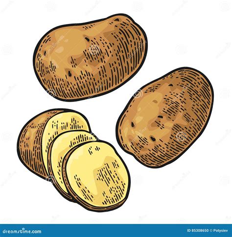 Potato Whole And Slice Vector Engraving Vintage Stock Vector