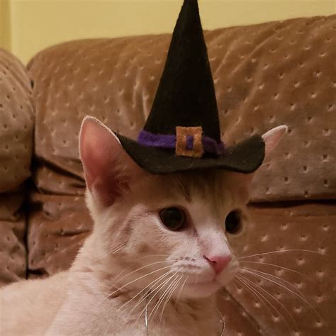 Witch Hat Cat Kitten Halloween Costume Etsy Cats Cute Cats Cat Pics
