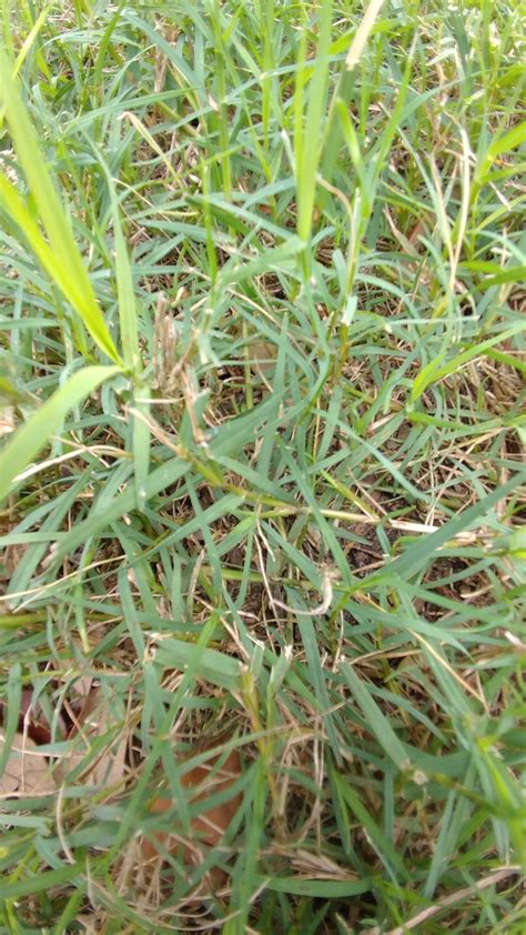 Can Anyone Identify This Grass Lawnsite™ Is The Largest And Most