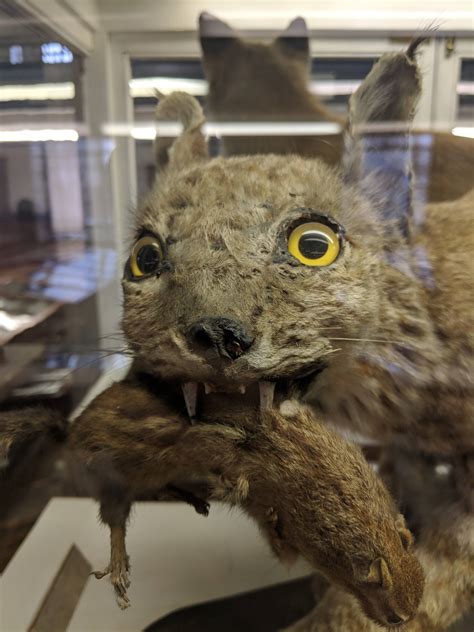 Pictures Of Terrible Taxidermy