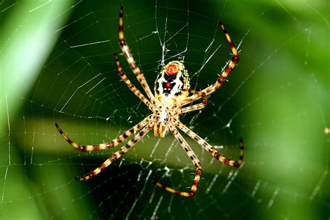 Spiders And Their Magical Web Pitara Kids Network