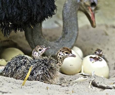 The Female Ostrich Lays Her Fertilised Eggs In A Single Communal Nest