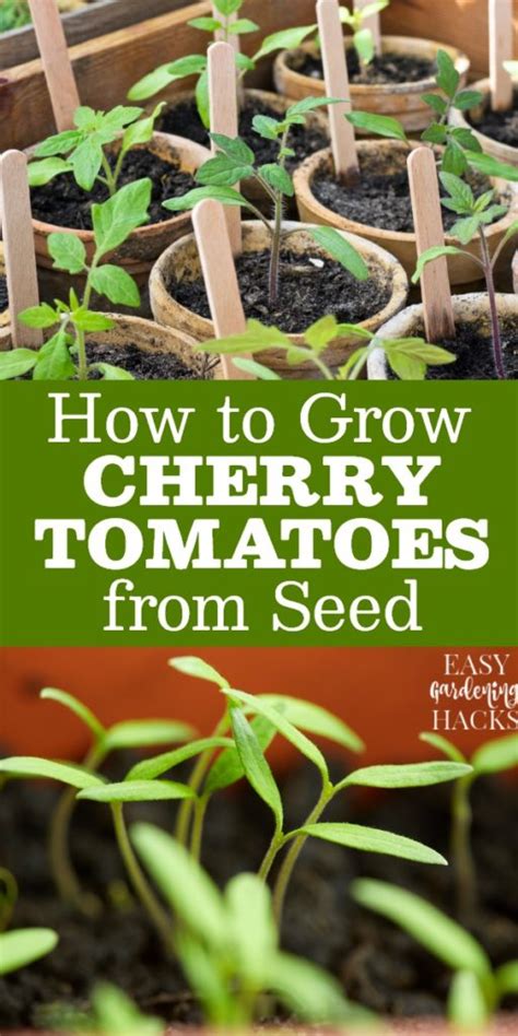 How To Grow Cherry Tomatoes From Seed 072023