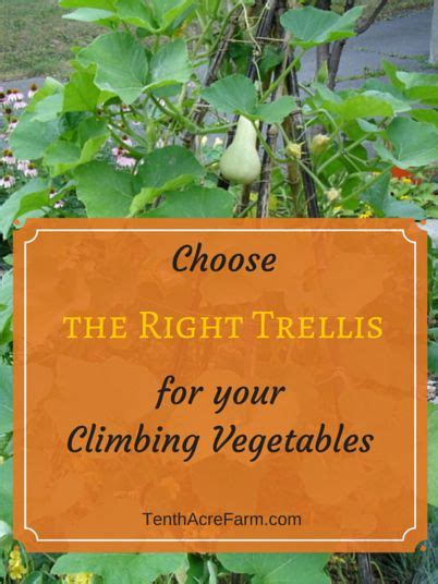 Choose The Right Trellis For Your Climbing Vegetables Easy Garden