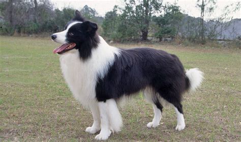 While the border collie is rarely aggressive towards other animals, how well additional pets tolerate being. Border Collie - i Farmers