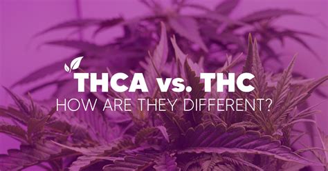 How Is Thca Different From Thc Pinnacle Hemp
