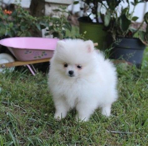 Whatever your price range, you'll find a dog sitter on rover for almost any budget. Pomeranian Puppies For Sale | Bozeman, MT #208489