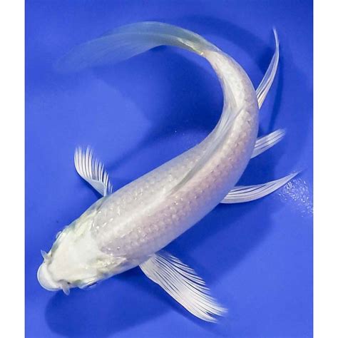 5 Imported Platinum Ogon Butterfly Koi Koi Fish For Sale