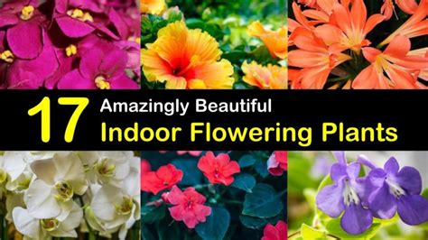 Enjoy adding more greenery to your home with the best indoor flowering plants. 17 Amazingly Beautiful Indoor Flowering Plants