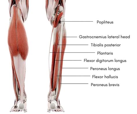 Popliteus Muscle Origin Function Anatomy Body Maps My Xxx Hot Girl