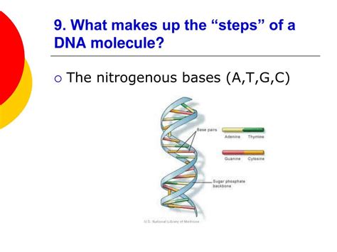 The chemistry of the nitrogenous bases is really the key to the function of dna. PPT - DNA, RNA and Protein Synthesis Review PowerPoint Presentation, free download - ID:3259849