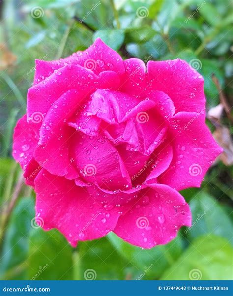 Beautiful Pink Rose Flower Images
